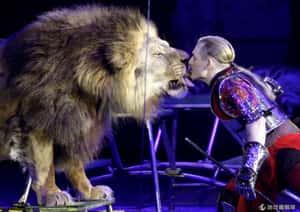 不准和獅子玩親親   墨國禁馬戲團動物表演