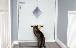 「為什麼聖誕賀卡還沒寄到？」英國郵政：你家的貓攻擊了我們的郵差