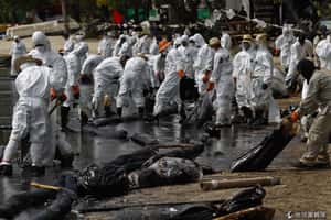 渡假天堂遭染   泰國發生漏油意外