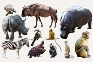 【地球圖書館】誰才是地球上最危險的動物？人類喜好決定哪些動物「揹黑鍋」