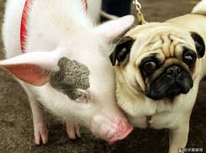 研究：「豬香水」讓你家狗狗變乖巧