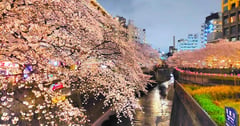東京私房景點 結合高級時尚文青與美麗櫻花景點 目黑川🌸