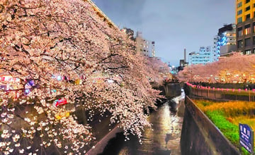 東京私房景點 結合高級時尚文青與美麗櫻花景點 目黑川🌸