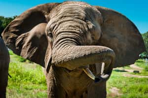 一天只睡兩小時  非洲野象的秘密