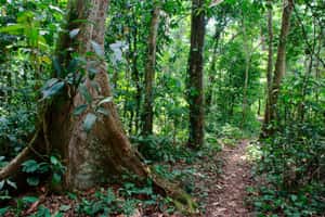  烏干達復育造林成功因為請來伐木林業，經濟力量總是最終解方