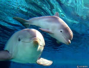 與海豚共游成絕響？夏威夷擬禁止