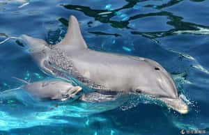 海豚媽媽  會唱歌給肚中寶寶聽