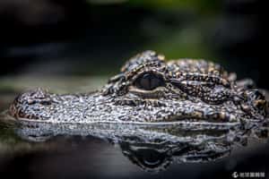 淡水生物看透透     新加坡動物園河流館開張