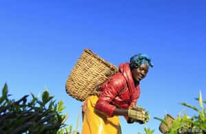 成就達成！WTO取消農產品補貼