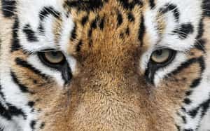 《虎王》紀錄片爆紅 推動禁大貓產業立法