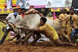 傳統文化 vs 動物保育  印度千年馴牛運動遭禁