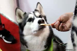 不許毛孩病從口入 寵物食品法上桌