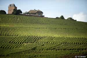 全球葡萄園面積排行   中國打敗法國