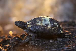 【地球 24小時】07/28 了無生機的眼睛