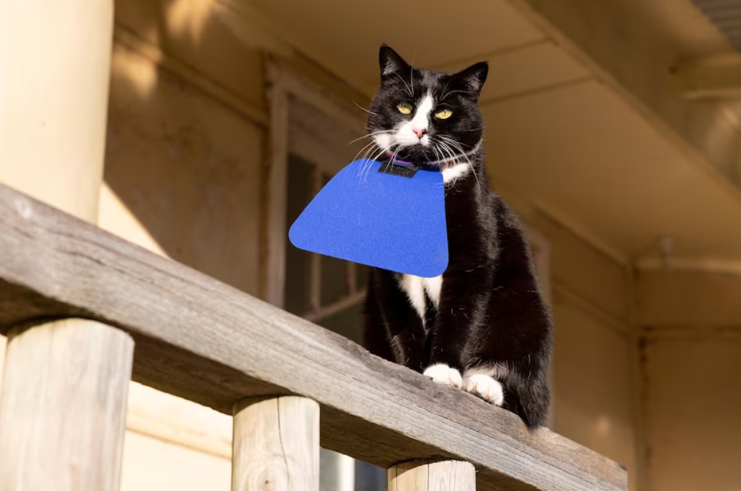 「別讓你的貓成為兇手」戴上圍兜兜，封印貓咪的殺傷力