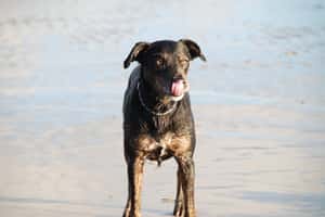 印度野狗咬死人事件頻傳  專挑果園兒童下手