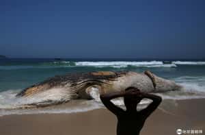 喙鯨大規模擱淺死亡  兇手：海軍聲納