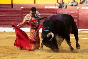 沒有鬥牛的西班牙：COVID-19成終結爭議產業的最後一把劍？