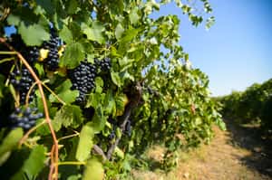 森林大火摧殘過後，澳洲葡萄酒產區如何復甦？