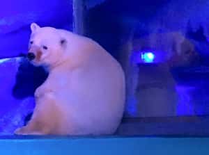 全球最悲傷北極熊 在英國找到新家？