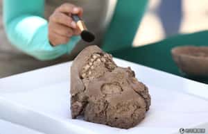 印加文明開腦手術  存活率比美國南北戰爭還高