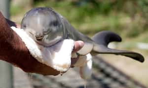 被強拉上岸自拍   阿根廷海豚死亡