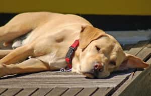 動物人道運輸  荷蘭走在世界前端