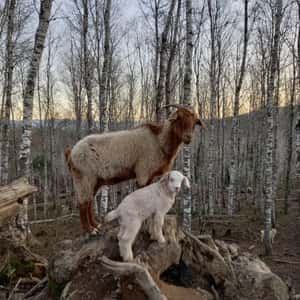 羊咩咩吃草立大功！智利靠「山羊特攻隊」防堵森林大火