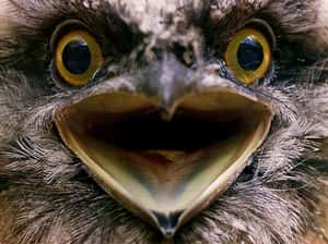 哪種鳥的照片最容易在Instagram上拿愛心？「全球看起來最不幸的鳥」幸運獲選