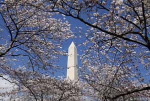 過敏兒地獄   美國花粉海嘯來了