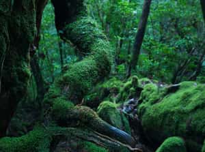 苔蘚是絕佳植物指紋！法醫靠鞋底苔蘚找到埋屍地點　法醫學研究：它是不會說謊的證人