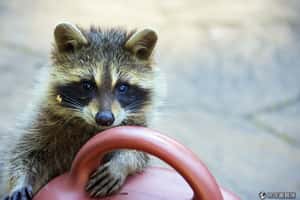 多倫多向浣熊宣戰   垃圾桶加鎖扣