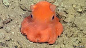 新種小章魚 科學家也難擋可愛魅力