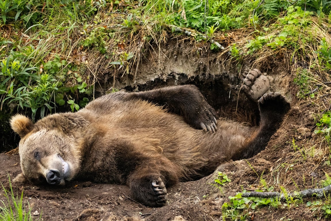 【飛行船通訊】熊熊太熱睡不著，天天上班起不來　睡眼惺忪回顧這個月