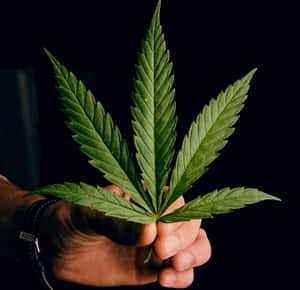 【地球哈一口】逐漸主流商業化 420國際大麻日背後的秘辛