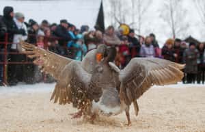 【地球 24小時】02/29 一邊吃薄餅，一邊看鬥鵝