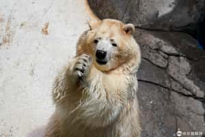 【恭喜新年好的地球 24小時】02/01  北極熊來拜年