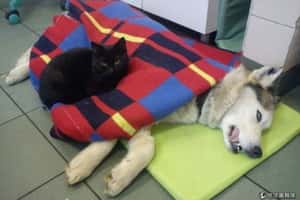 不只療癒人   波蘭出現「黑貓護士」