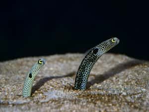 別忘記人類！日本水族館推「跟魚視訊」幫助花園鰻不害羞