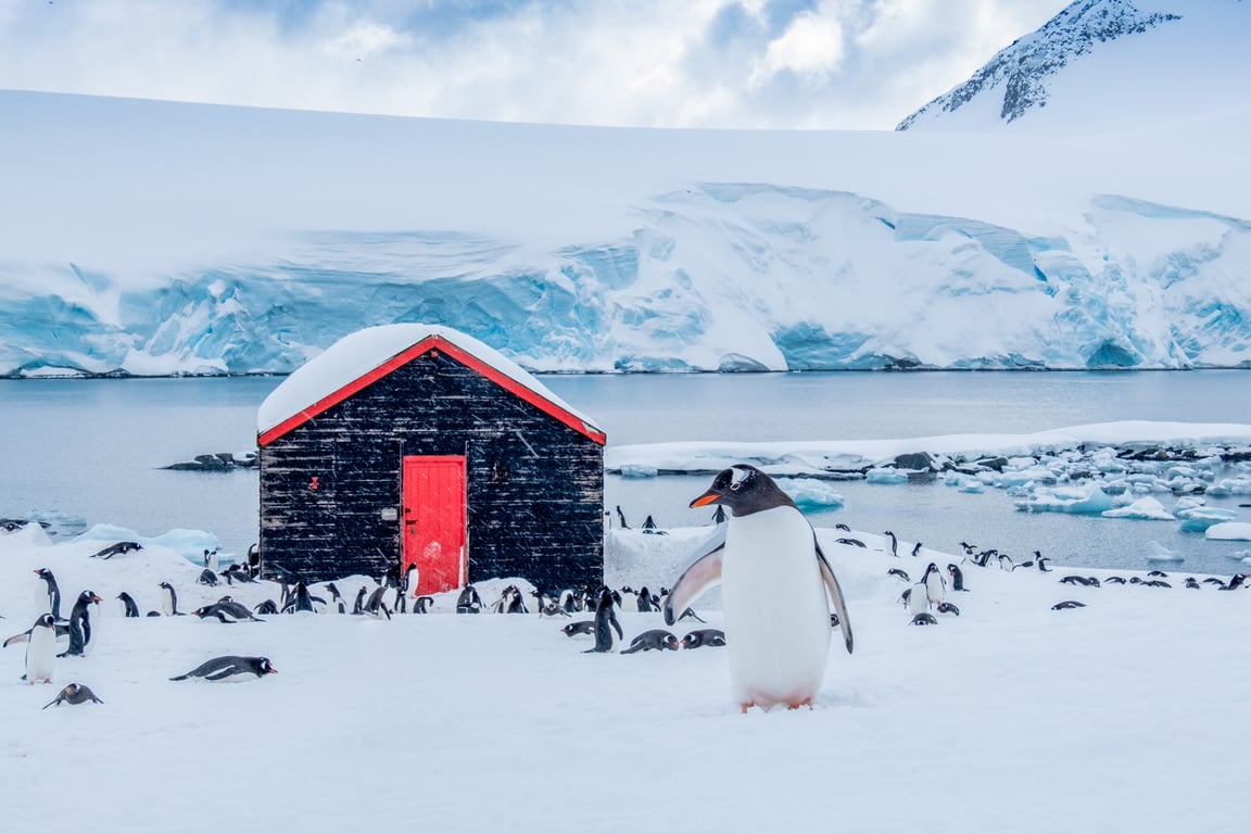 （1201更新）想跟上千隻企鵝當同事嗎？南極郵局即將開缺，誠徵郵差4位