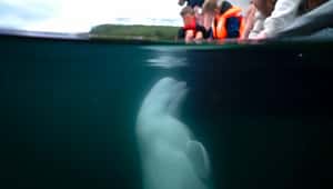 （0903更新）聞名全球的俄國「間諜白鯨」　於挪威外海無預警離世