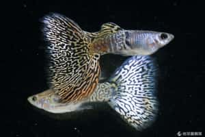 研究：孔雀魚一生氣，眼睛就變色