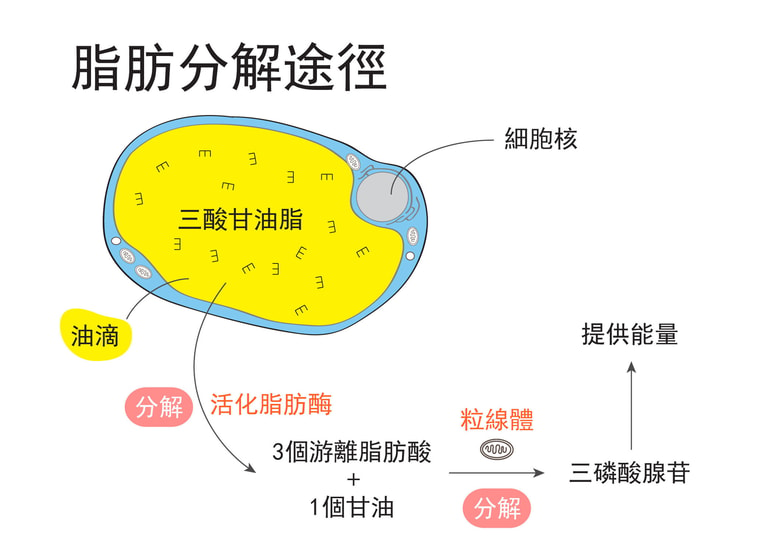 文章插圖