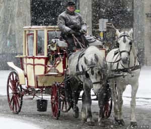 浪漫體驗掰掰？紐約將禁馬車載客