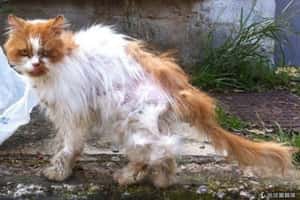 希臘財務危機   引爆寵物棄養潮