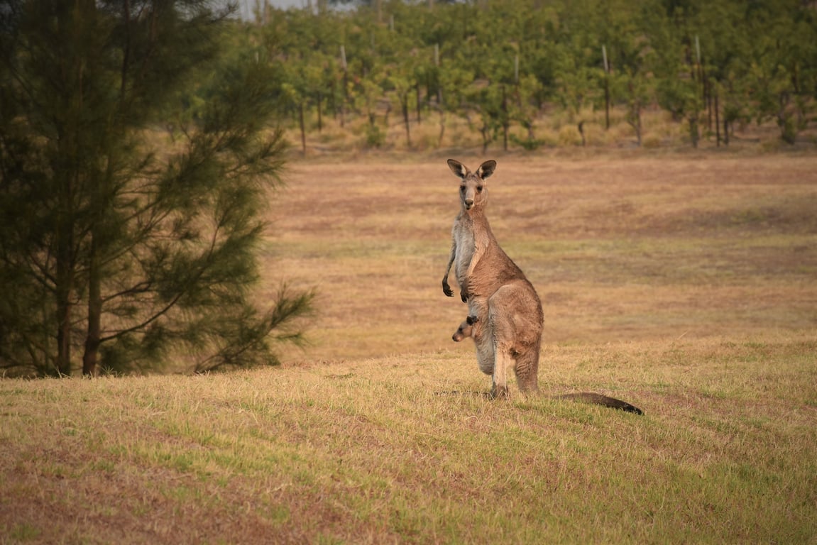 獵人可合法撲殺500萬隻袋鼠　澳洲國寶引生態平衡難題