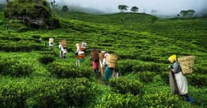 來自阿薩姆省茶園的歌聲