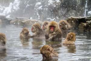 出國不丟臉！你不可不知的日本泡湯禮節！