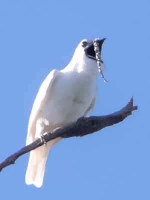 在大聲什麼啦！科學家發現求偶聲破紀錄吵的亞馬遜鳥類