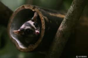 嘿咻太傷身 專家發現雄有袋類短命的秘密